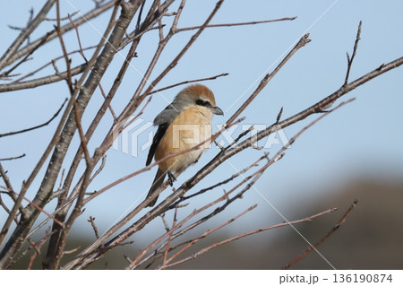 モズ shrike モズ shrike 136190874