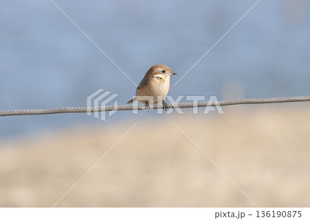 モズ　shrike 136190875