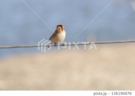 モズ shrike モズ shrike 136190876