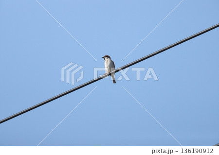 スズメ sparrow スズメ sparrow 136190912