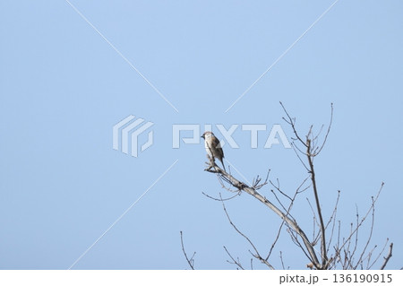 スズメ　sparrow 136190915