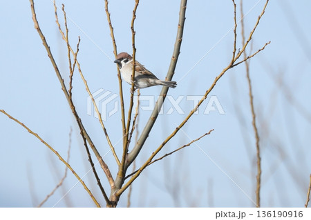 スズメ sparrow スズメ sparrow 136190916