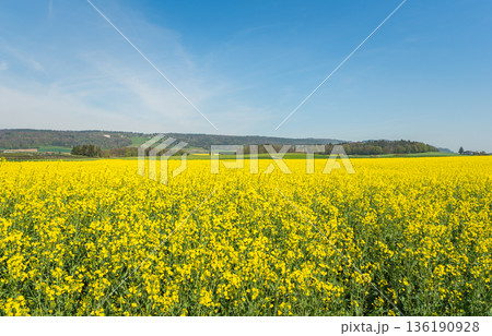 Blooming yellow rapeseed field in spring, Canton of Thurgau, Switzerland Blooming yellow rapeseed field in spring, Canton of Thurgau, Switzerland 136190928