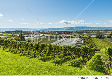 Vineyards and fruit plantations on Lake Constance with view of the Austrian and Swiss Alps, Germany Vineyards and fruit plantations on Lake Constance with view of the Austrian and Swiss Alps, Germany 136190930