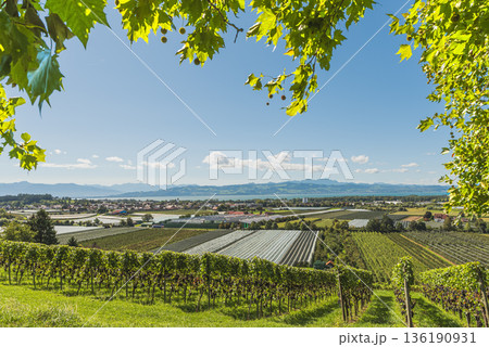 Vineyards and fruit plantations on Lake Constance with Alpine panorama, Baden-Wuerttemberg, Germany Vineyards and fruit plantations on Lake Constance with Alpine panorama, Baden-Wuerttemberg, Germany 136190931