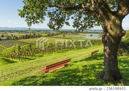 Red benches overlooking vineyards and orchards at Lake Constance, Baden-Wuerttemberg, Germany 136190932