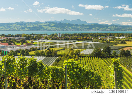 Vineyards and fruit plantations on Lake Constance with view of the Swiss Alps, Germany 136190934