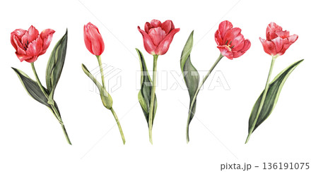 Five Red Tulips Bouquet Watercolor Spring set 136191075