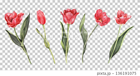 Five Red Tulips Bouquet Watercolor Spring set Five Red Tulips Bouquet Watercolor Spring set 136191075