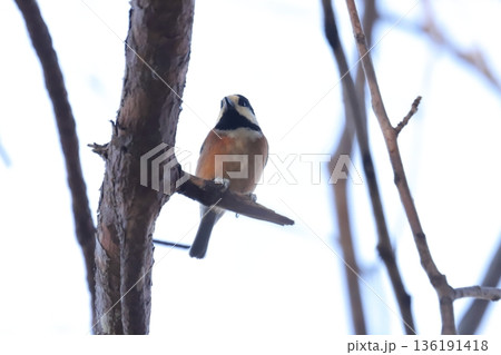 ヤマガラ ヤマガラ 136191418