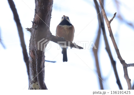 ヤマガラ ヤマガラ 136191425