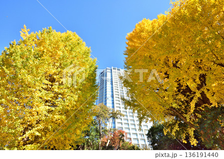 芝公園のイチョウの木の紅葉 136191440