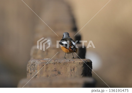 ジョウビタキ♂ ジョウビタキ♂ 136191475