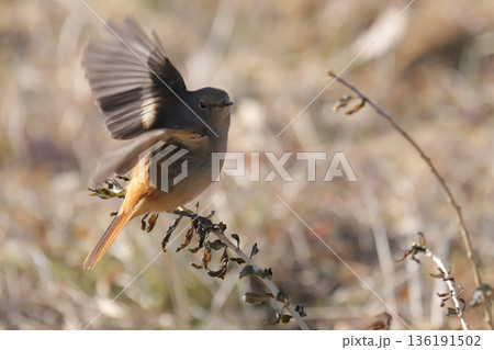 ジョウビタキ♀ 136191502