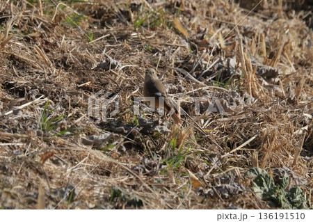 ジョウビタキ♀ 136191510