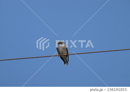 ムクドリ 136191853