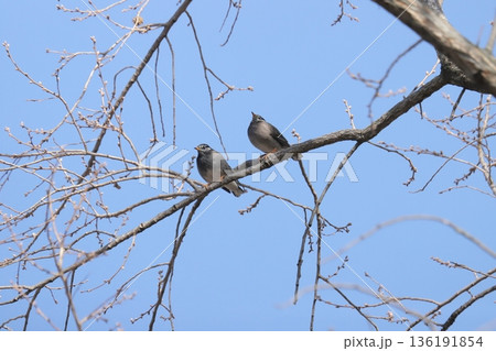 ムクドリ ムクドリ 136191854