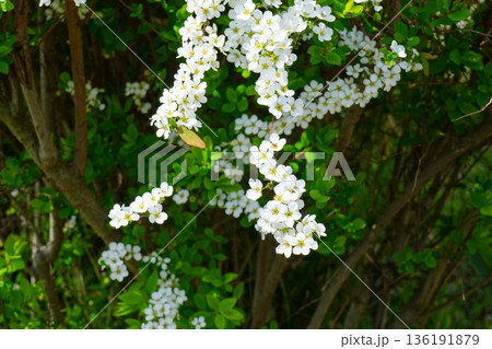 雪柳の花 雪柳の花 136191879
