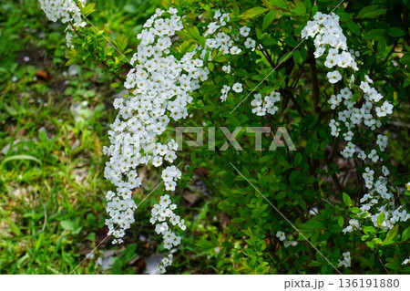 雪柳の花 雪柳の花 136191880
