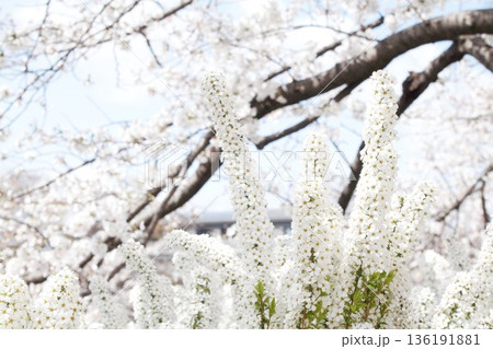 雪柳と桜 雪柳と桜 136191881