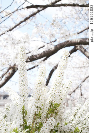 雪柳と桜 雪柳と桜 136191882