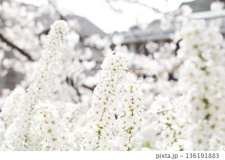 雪柳の花 136191883