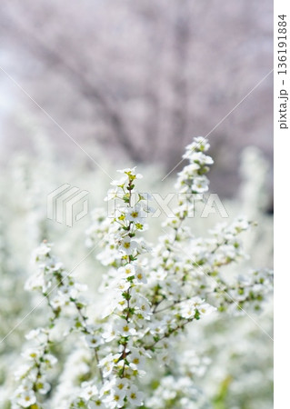 雪柳の花 雪柳の花 136191884