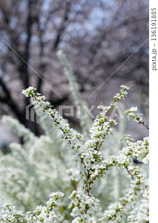 雪柳の花 雪柳の花 136191885
