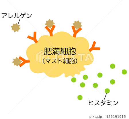 ヒスタミンを放出する肥満細胞　アレルギーのしくみ 136191916