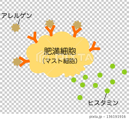 ヒスタミンを放出する肥満細胞　アレルギーのしくみ 136191916
