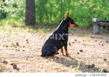 Miniature pinscher sitting in forest clearing Miniature pinscher sitting in forest clearing 136191938