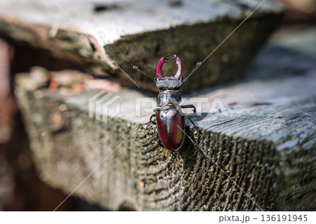 Stag Beetle on Wooden Surface Stag Beetle on Wooden Surface 136191945