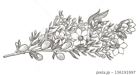 White willow and jasmine floral bouquet vector outline illustration. Sketch style botanical flowers with wildflower branch. Ideal for spring holiday decor greeting card design and Easter tradition. 136191997