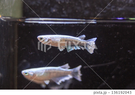 めだか　メダカ　キッシング　光体系 136192043