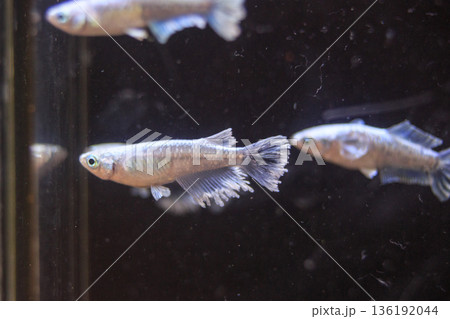 めだか　メダカ　キッシング　光体系 136192044