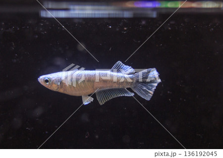 めだか　メダカ　キッシング　光体系 136192045