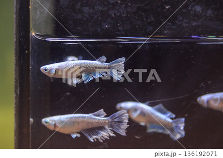 めだか メダカ キッシング 光体系 めだか メダカ キッシング 光体系 136192071