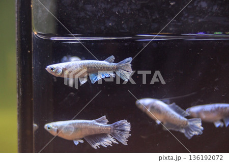 めだか　メダカ　キッシング　光体系 136192072