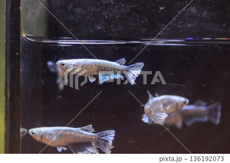めだか　メダカ　キッシング　光体系 136192073