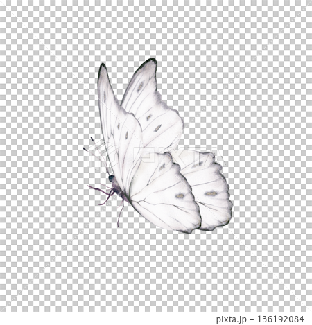 White butterfly with delicate shimmering pattern,inspired by the Morpho godartii Bolivia.Symbolizing departed souls,purity,innocence,for memorial designs,spiritual themes,gentle art prints 136192084