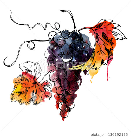 Juicy dark grapes bunch in botanical style with curling tendrils, leaves. Isolated illustration hand drawn in watercolor and ink for labels, farm markets, culinary publishing, ingredient features Juicy dark grapes bunch in botanical style with curling tendrils, leaves. Isolated illustration hand drawn in watercolor and ink for labels, farm markets, culinary publishing, ingredient features 136192156