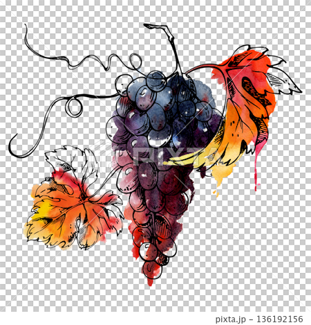 Juicy dark grapes bunch in botanical style with curling tendrils, leaves. Isolated illustration hand drawn in watercolor and ink for labels, farm markets, culinary publishing, ingredient features Juicy dark grapes bunch in botanical style with curling tendrils, leaves. Isolated illustration hand drawn in watercolor and ink for labels, farm markets, culinary publishing, ingredient features 136192156
