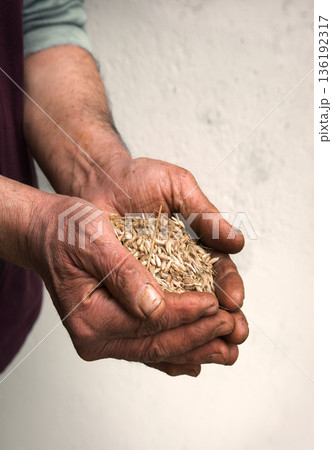 Old hands with wheats Old hands with wheats 136192317