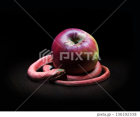 The snake lies near the apple 136192338