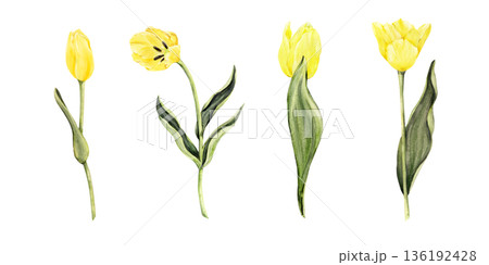 Yellow tulips watercolor botanical collection 136192428