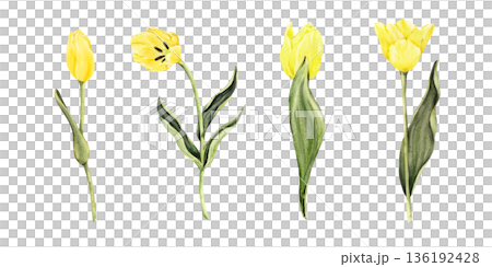 Yellow tulips watercolor botanical collection Yellow tulips watercolor botanical collection 136192428