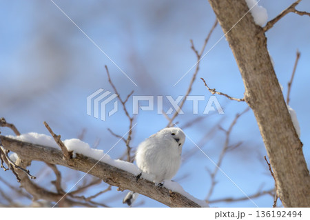 首を傾げてるシマエナガ 首を傾げてるシマエナガ 136192494