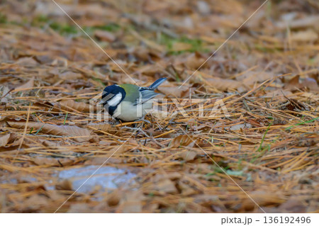 地面に降りたシジュウカラ 地面に降りたシジュウカラ 136192496