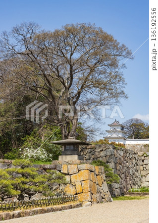 春の明石公園・明石城跡 兵庫県明石市にて 春の明石公園・明石城跡 兵庫県明石市にて 136192556