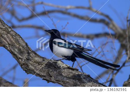 木に止まるカササガ 136192591